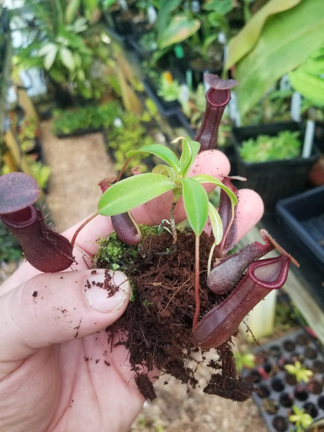 Nepenthes 'Bill Bailey'