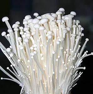 Enoki (Flammulina velutipides) Liquid Culture