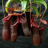 Nepenthes 'Bill Bailey'