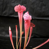 Sarracenia 'Juthatip Soper'