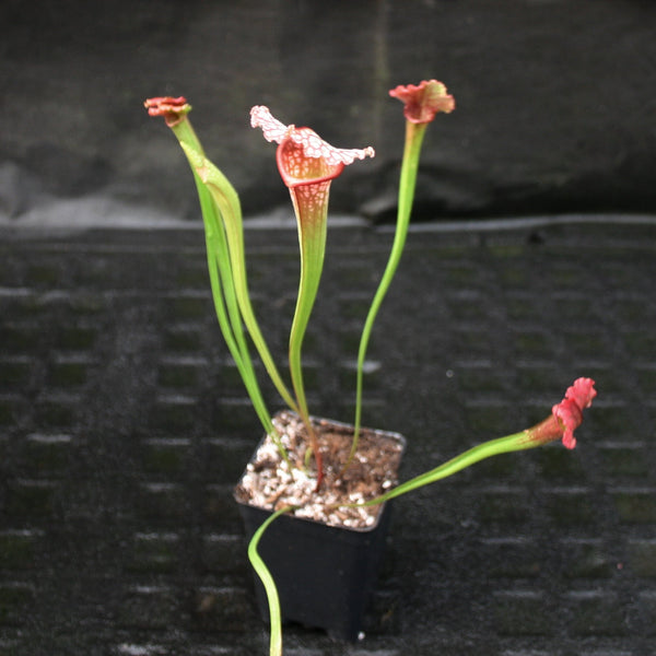 Sarracenia 'Juthatip Soper'