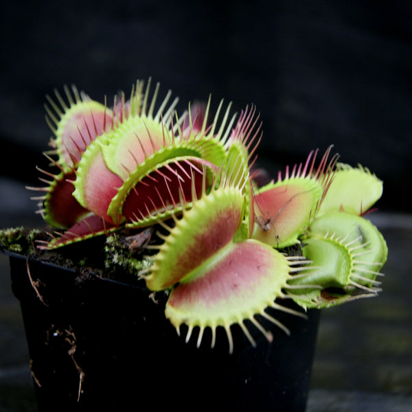 Dionaea muscipula 'B-52'