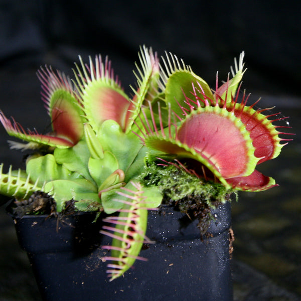 Dionaea muscipula 'B-52'