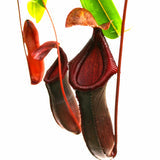 Nepenthes 'Bill Bailey'