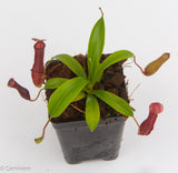 Nepenthes 'Bill Bailey'