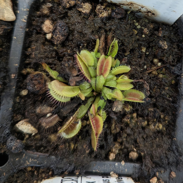 Dionaea muscipula 'B-52'